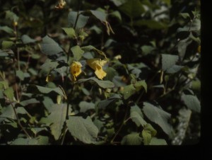 m1-13jewelweed