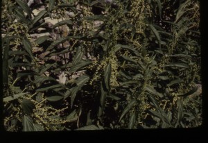 m1-29slendernettle