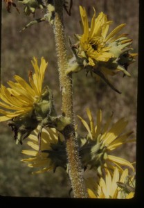 m1-50compass plant