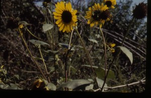 m1-53sunflower